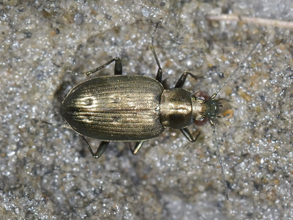 Odontium foraminosum